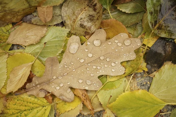 Дуб Береза Листья Каплями Осеннем Лесу Естественный Фон Падения — стоковое фото