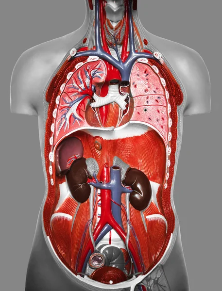 Wetenschappelijke Geneeskunde Van Het Menselijk Lichaam Anatomie Sectiebeeld Van Een — Stockfoto