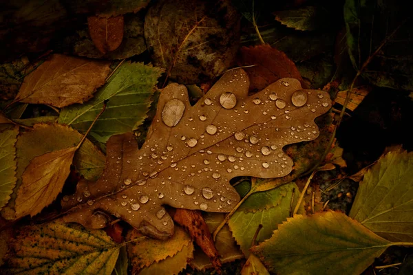 Eiken Berken Bladeren Met Druppels Herfst Bos Natuurlijke Val Achtergrond — Stockfoto