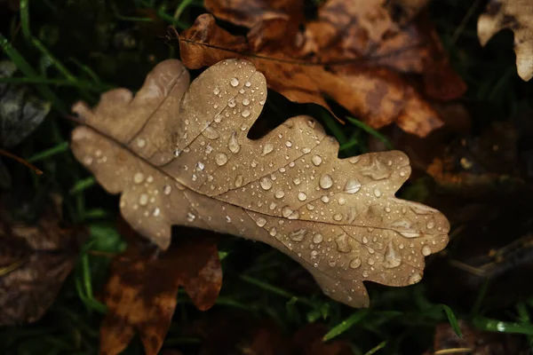 Foglie Quercia Betulla Con Gocce Nella Foresta Autunnale Fondo Naturale — Foto Stock