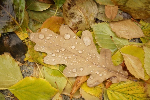 Foglie Quercia Betulla Con Gocce Nella Foresta Autunnale Fondo Naturale — Foto Stock