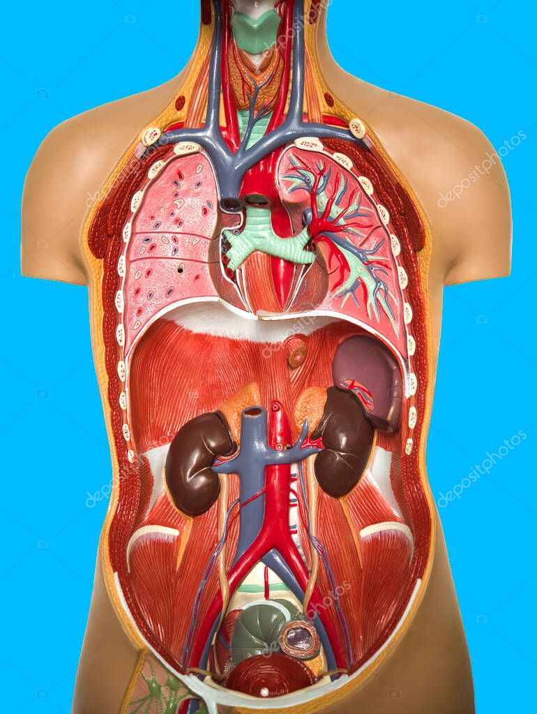 Medico Scientifico Anatomia Del Corpo Umano Sezione Vista Corpo Umano -  Foto Stock: Foto, Immagini © borjomi88 504492300