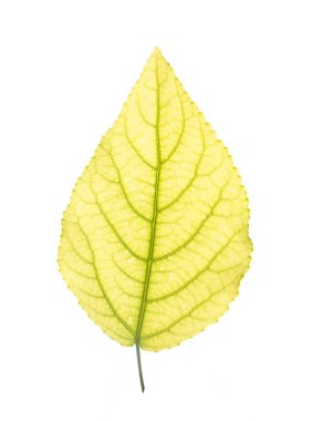 Arka planda izole edilmiş taze bir yaprak. Üst görünüm