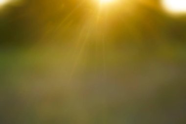  Orman arka planında güneş ışınları var. Doğa Bokeh güneş ışığı soyut bulanık arkaplan