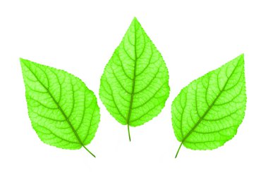  Beyaz arka plan üzerinde izole taze yeşil yaprakları. Üstten Görünüm