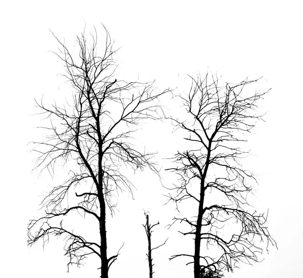 Απομονωμένα Νεκρά Δέντρα Λευκό Φόντο Μονοπάτι Αποκοπής — Φωτογραφία Αρχείου