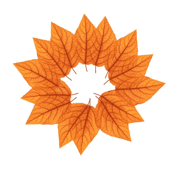 Fresh Autumnal Leaves Isolated White — Stock Photo, Image