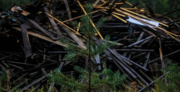 森の中の薪の山を背景に一本の濡れた松が — ストック写真