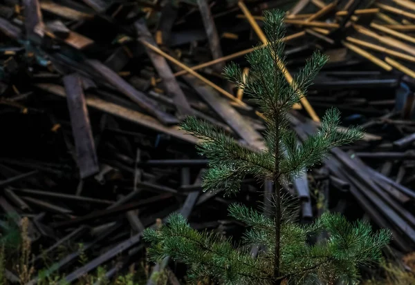 Pino Mojado Sobre Fondo Una Pila Leña Bosque —  Fotos de Stock