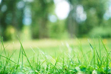 Baharın arka planında çimen ve yapraklar doğada. Sulu, yemyeşil çimenler sabah güneşli açık havada, fotokopi alanı, yumuşak odak, dağılmış arka grup