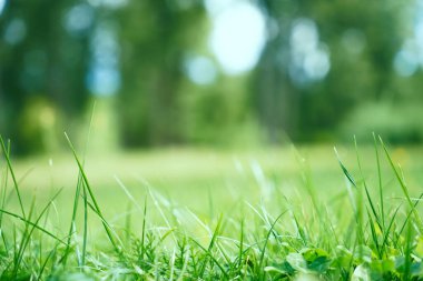 Baharın arka planında çimen ve yapraklar doğada. Sulu, yemyeşil çimenler sabah güneşli açık havada, fotokopi alanı, yumuşak odak, dağılmış arka grup