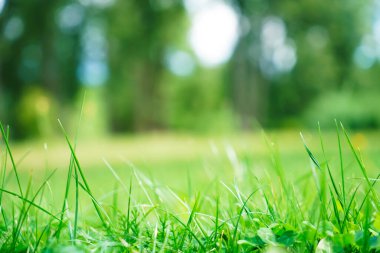 Baharın arka planında çimen ve yapraklar doğada. Sulu, yemyeşil çimenler sabah güneşli açık havada, fotokopi alanı, yumuşak odak, dağılmış arka grup