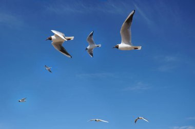 Martılar mavi gökyüzüne doğru uçuyor. Martılar gökyüzünde uçuyor.