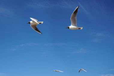 Martılar mavi gökyüzüne doğru uçuyor. Martılar gökyüzünde uçuyor.