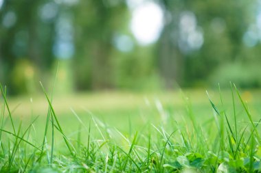 Baharın arka planında çimen ve yapraklar doğada. Sulu, yemyeşil çimenler sabah güneşli açık havada, fotokopi alanı, yumuşak odak, dağılmış arka grup