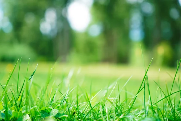 Wiosenne Letnie Tło Ramą Trawy Liści Przyrodzie Soczysta Zielona Trawa — Zdjęcie stockowe