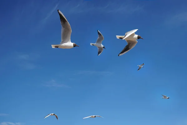 Las Gaviotas Están Volando Contra Cielo Azul Las Gaviotas Vuelan — Foto de Stock