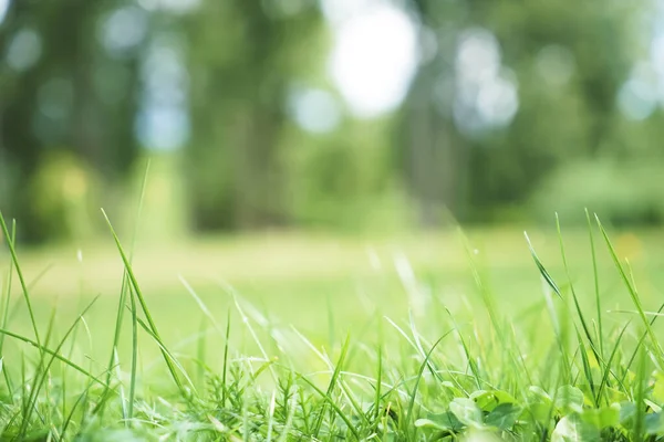 Baharın arka planında çimen ve yapraklar doğada. Sulu, yemyeşil çimenler sabah güneşli açık havada, fotokopi alanı, yumuşak odak, dağılmış arka grup