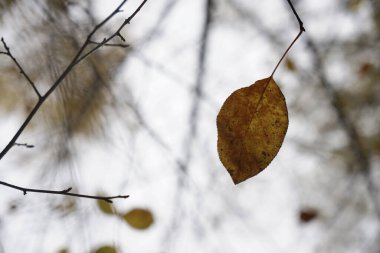 Kahverengi sarı yapraklar güneş tarafından aydınlatılıyor. sonbahar arkaplanı