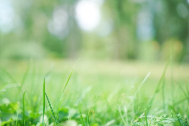 Bulanık görüntü. Bokeh arka planlı doğa sarı çimenler. 