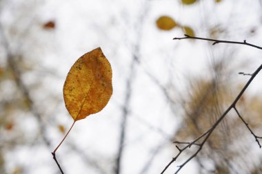Kahverengi sarı yapraklar güneş tarafından aydınlatılıyor. sonbahar arkaplanı