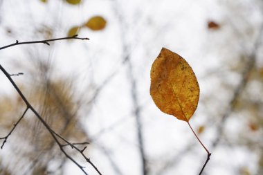 Kahverengi sarı yapraklar güneş tarafından aydınlatılıyor. sonbahar arkaplanı