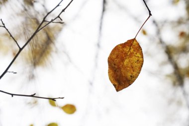 Kahverengi sarı yapraklar güneş tarafından aydınlatılıyor. sonbahar arkaplanı