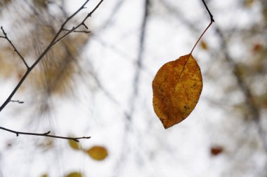 Kahverengi sarı yapraklar güneş tarafından aydınlatılıyor. sonbahar arkaplanı