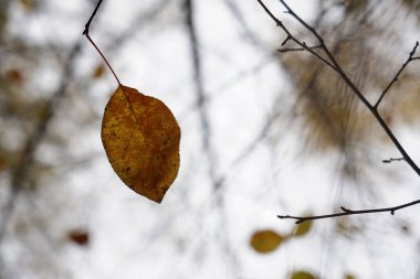 Kahverengi sarı yapraklar güneş tarafından aydınlatılıyor. sonbahar arkaplanı