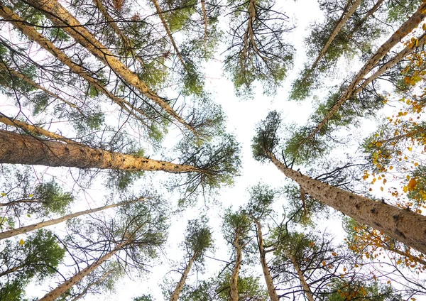 나무들 하늘을 배경으로 바닥에서 바라본 소나무 계절의 — 스톡 사진