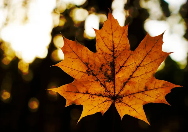Gelbes Ahornblatt Goldener Herbst Ein Blatt Verschwommener Park Hintergrund — Stockfoto