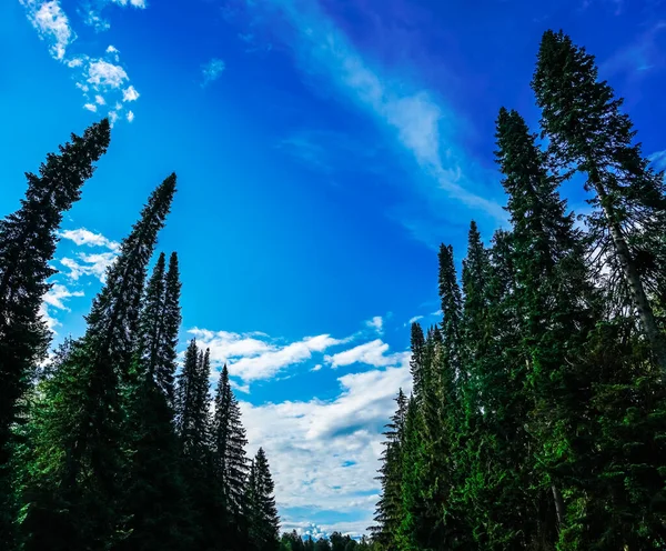 구름을 배경으로 나무들이 자라고 있습니다 꼭대기의 — 스톡 사진