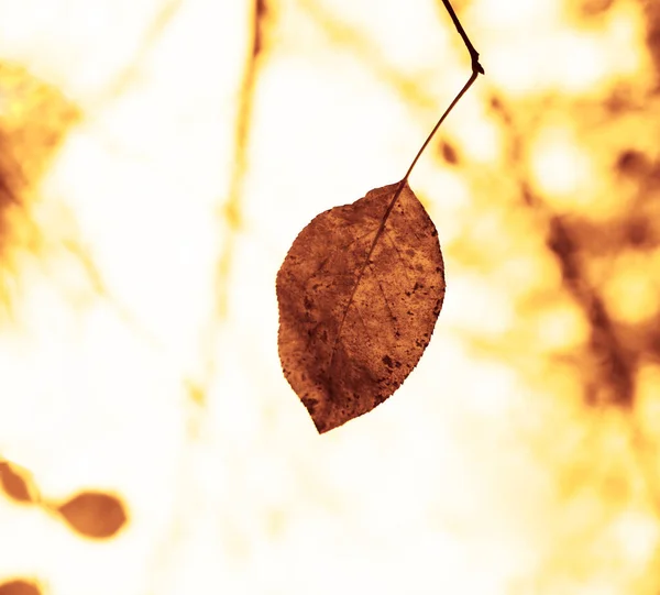 Braun Gelbe Herbstblätter Die Von Der Sonne Angestrahlt Werden Herbstlicher — Stockfoto