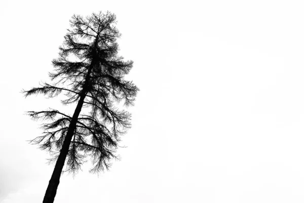 Silhouet Van Eenzame Lariksboom Natuur — Stockfoto