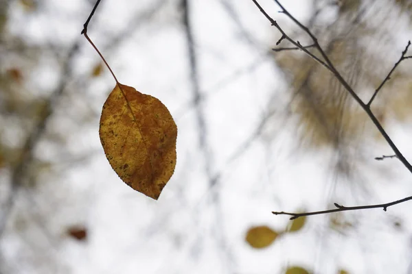 Brun Jaune Feuilles Automne Éclairées Par Soleil Fond Automnal — Photo