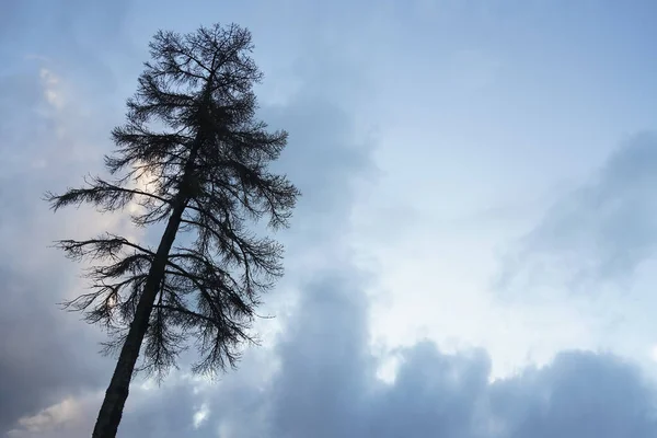 외로운 낙엽수의 실루엣 — 스톡 사진