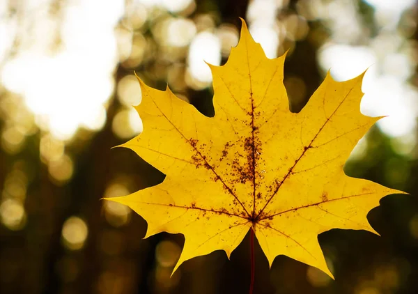 Gelbes Ahornblatt Goldener Herbst Ein Blatt Verschwommener Park Hintergrund — Stockfoto