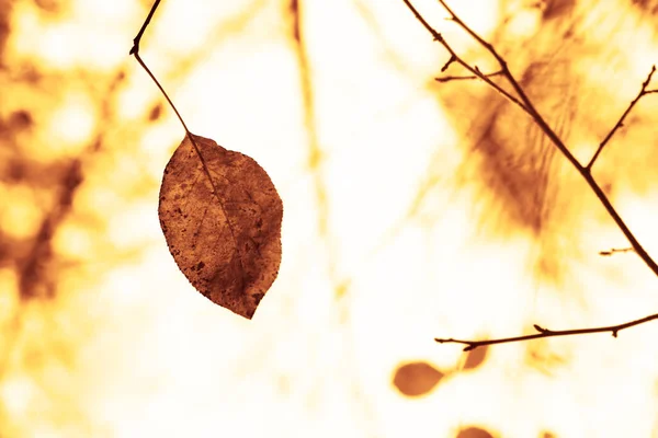 Braun Gelbe Herbstblätter Die Von Der Sonne Angestrahlt Werden Herbstlicher — Stockfoto