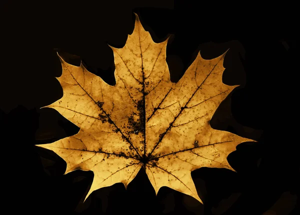 one yellow or red maple leaf, golden autumn. isolated on black background.