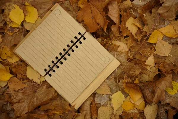 Nyitott Barna Notebook Őszi Levelek Háttér Őszi Park — Stock Fotó