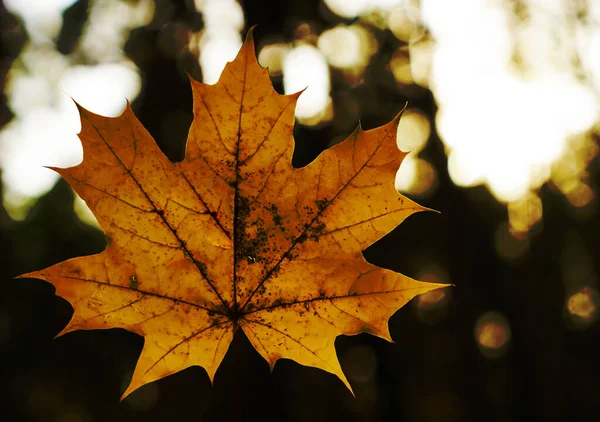 Gelbes Ahornblatt Goldener Herbst Ein Blatt Verschwommener Park Hintergrund — Stockfoto