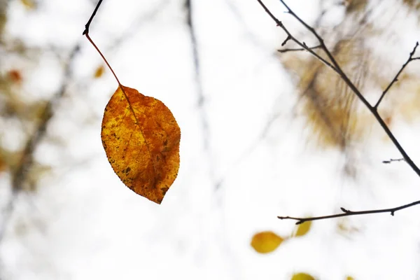 Hojas Otoño Color Amarillo Marrón Iluminadas Por Sol Fondo Otoñal — Foto de Stock