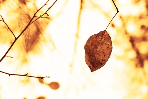 Braun Gelbe Herbstblätter Die Von Der Sonne Angestrahlt Werden Herbstlicher — Stockfoto