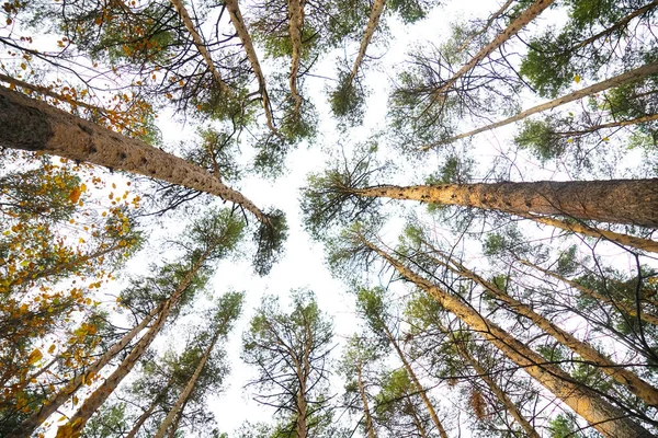 秋の森の木々 白い空の背景に上から下からの眺め 乾燥した秋の葉の背景 緑の松の木の葉 秋の公園 季節の変化 秋の性質 — ストック写真
