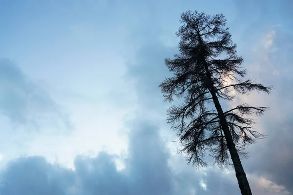 Silhuett Ensam Lärkträd Natur — Stockfoto