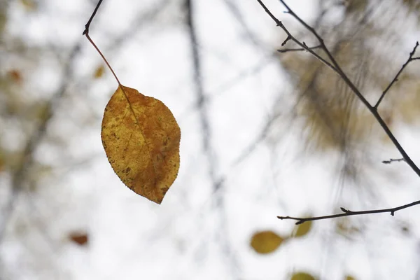 Bruin Gele Herfstbladeren Verlicht Door Zon Herfstachtergrond — Stockfoto