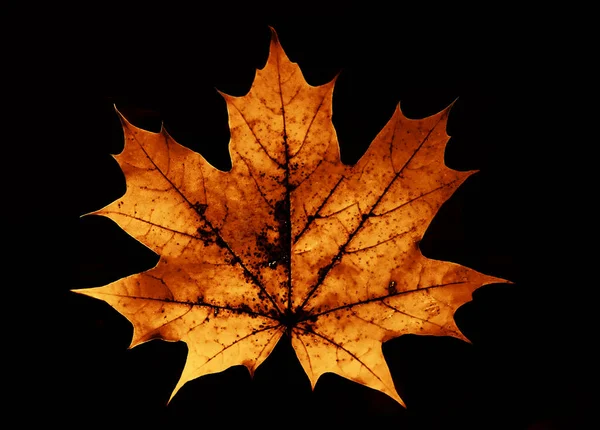 Una Hoja Arce Amarillo Rojo Otoño Dorado Aislado Sobre Fondo — Foto de Stock