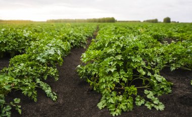 Güneşli bir yaz gününde maydanozlu çiftlik arazisi. Sebze çiftliğindeki tarlada maydanoz yetiştirme sıraları