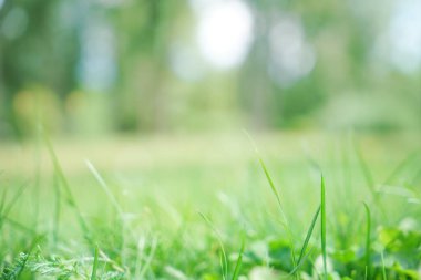 Bokeh arka planlı doğa yeşili çimenler. Doğa Şehri Park Bahçesi Bulanık Bokeh arka planı. Şehir hayatı için yeşil doğa ya da dünya kavramını kurtarmak.