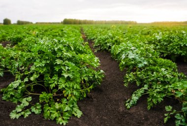 Güneşli bir yaz gününde maydanozlu çiftlik arazisi. Sebze çiftliğindeki tarlada maydanoz yetiştirme sıraları
